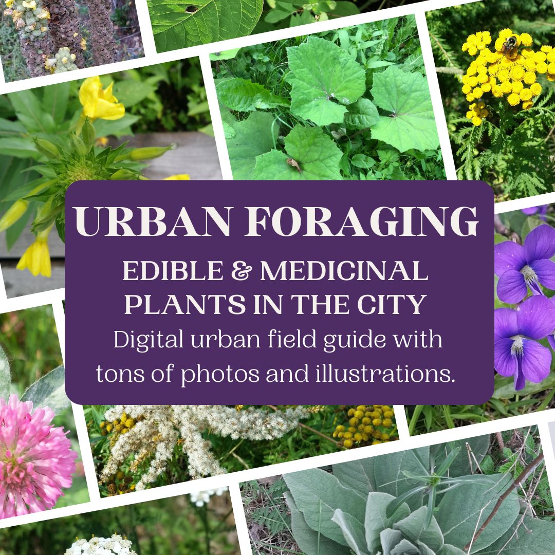 urban field guide